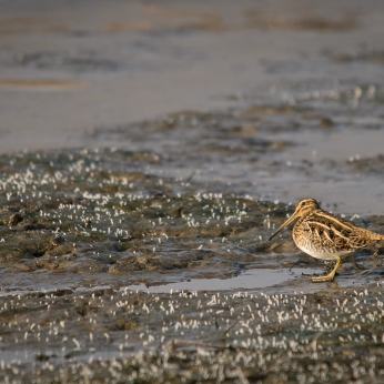 Migrația de toamnă